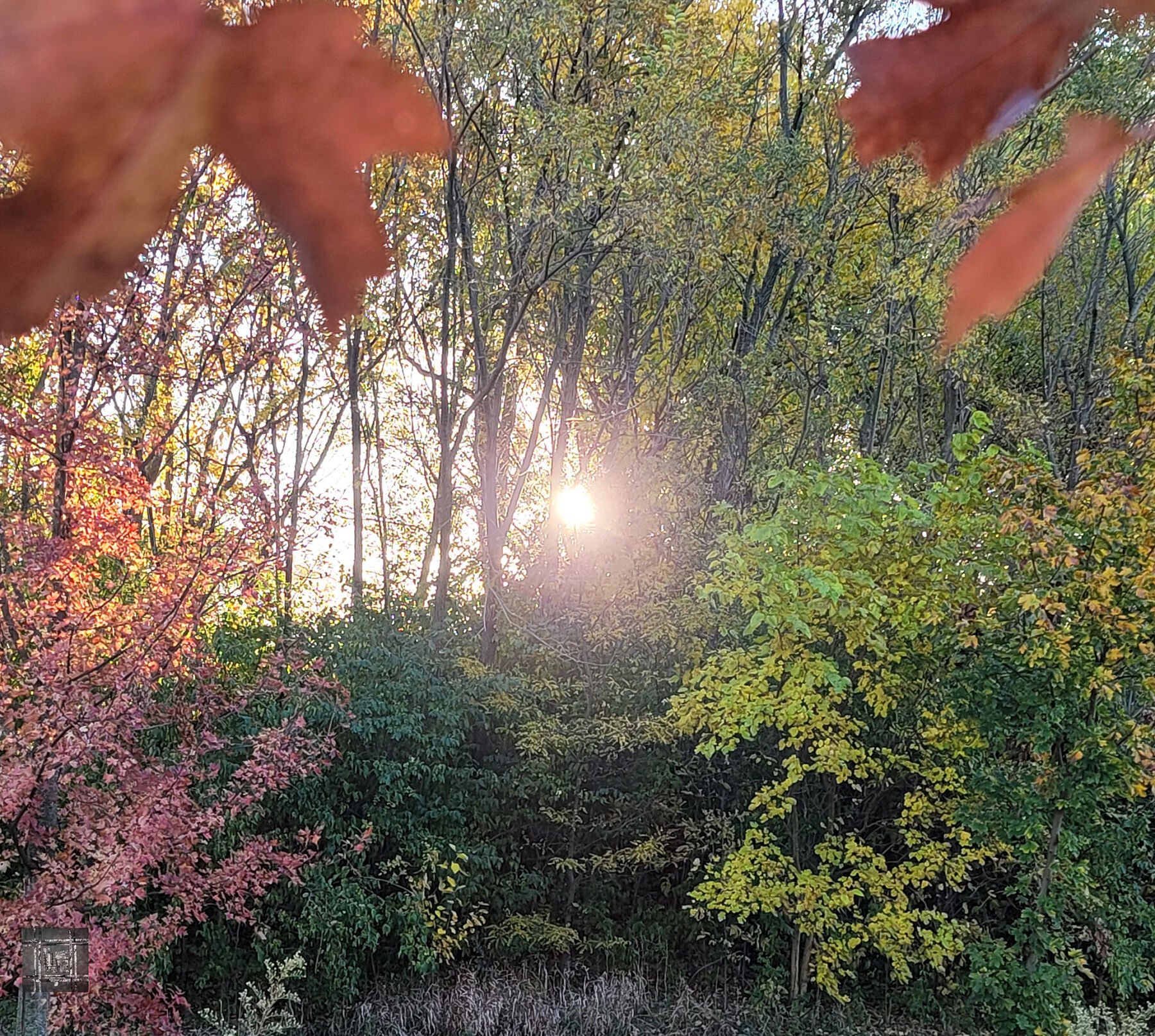9878886